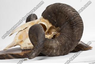 Photo Textures of Mouflon Skull Antlers